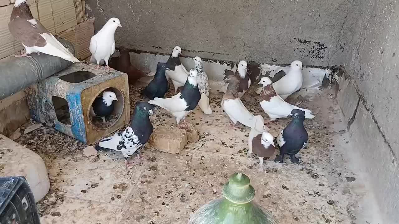 کبوتر|پرنده|یزد, |دیوار