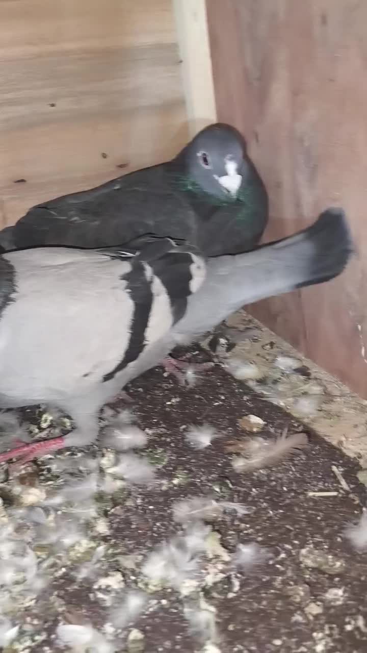 کفتر شهرستانی|پرنده|چهاردانگه (تهران), |دیوار