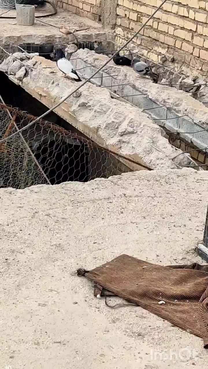 سه عدد کبوتر سینه سیاه|پرنده|شیراز, محراب|دیوار