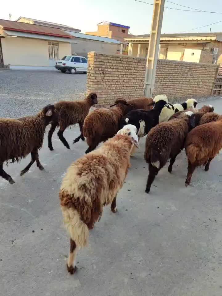 بره نر|حیوانات مزرعه|سیمین شهر, |دیوار