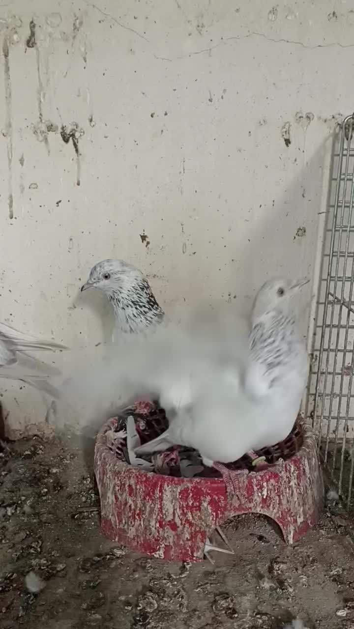 گلدن پرشی|پرنده|بندرلنگه, |دیوار