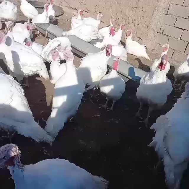 تنظیم بازار بوقلمون زنده|حیوانات مزرعه|بیرجند, |دیوار