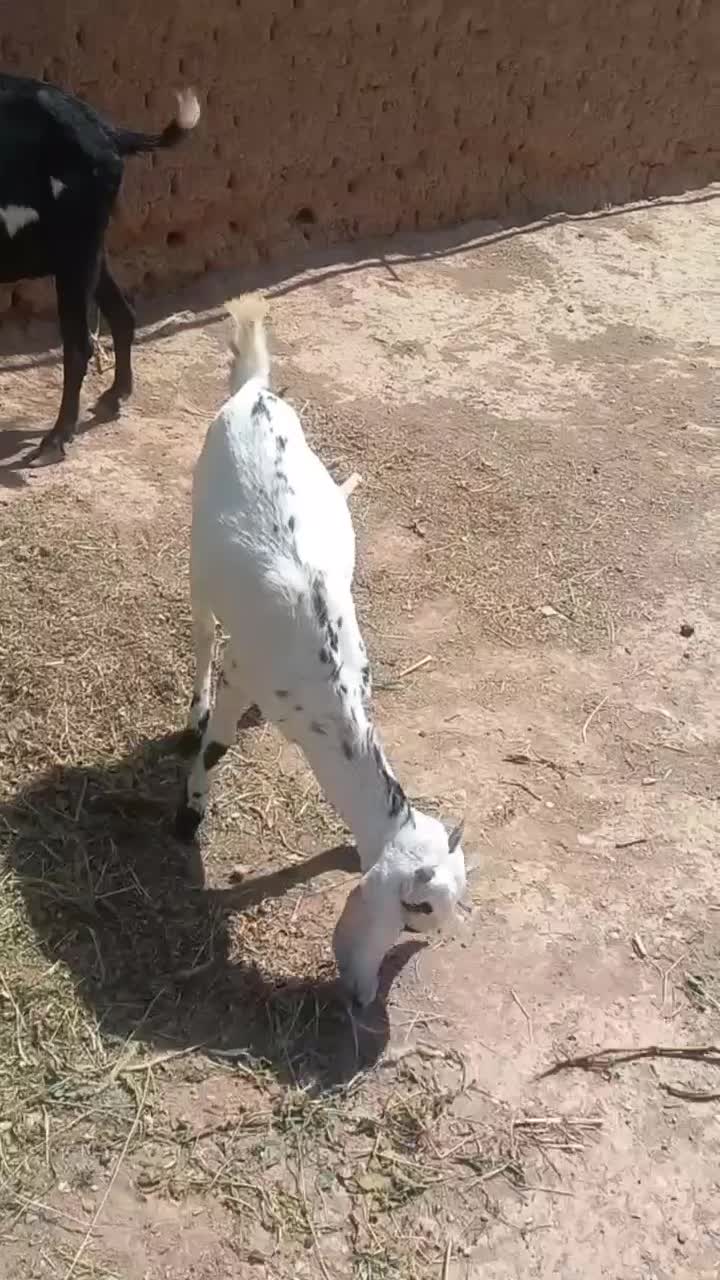 بز پاکستانی پنجابی|حیوانات مزرعه|تاکستان, |دیوار