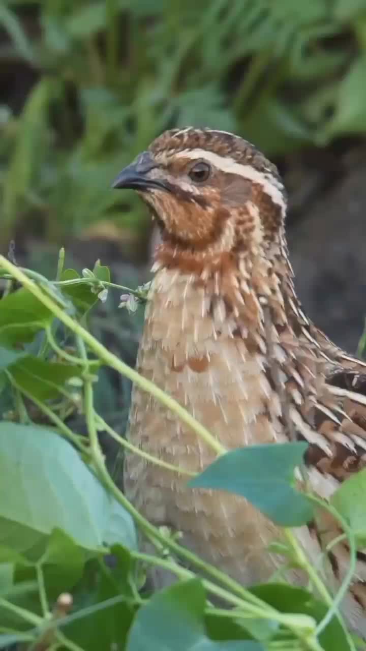 بلدرچین نر آواز خوان بد بده|پرنده|آستارا, |دیوار