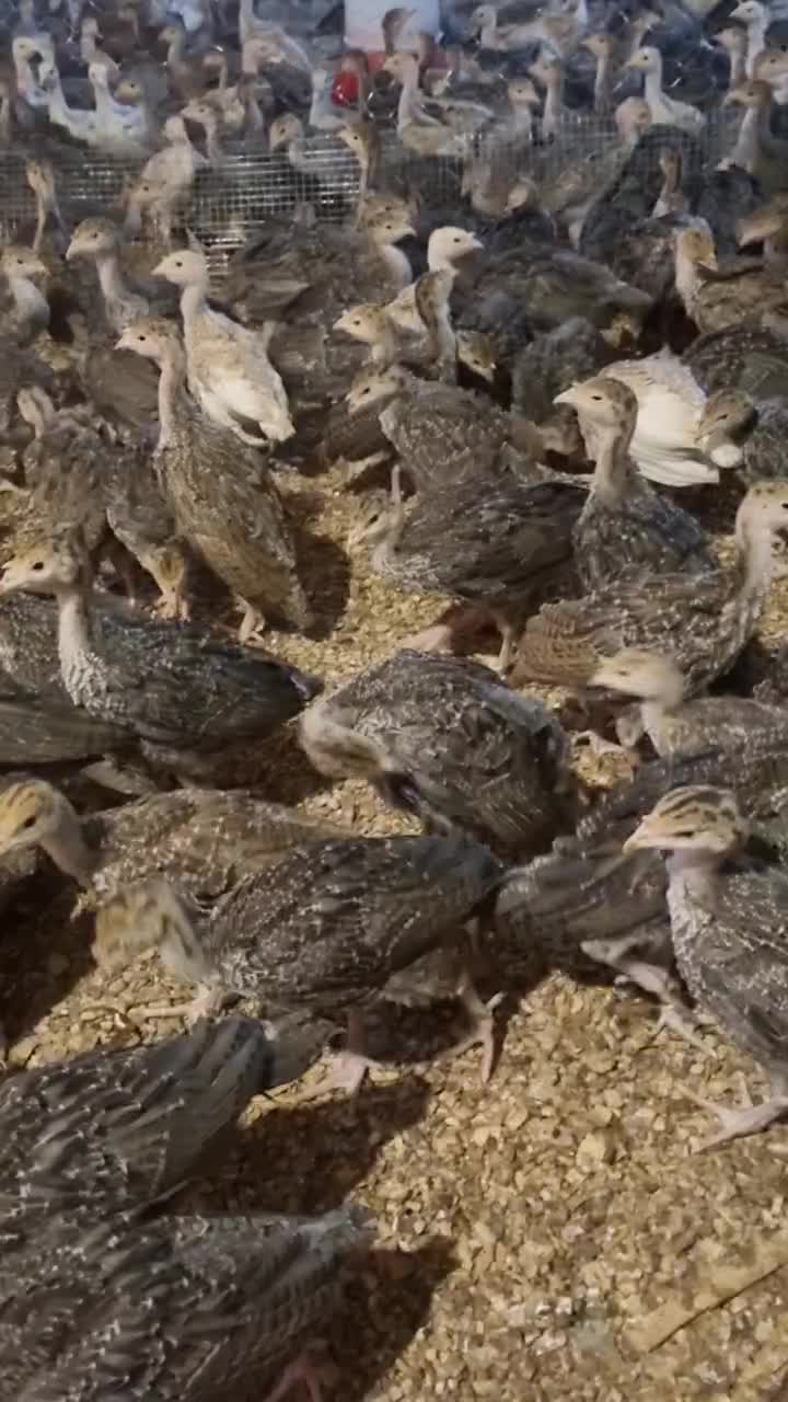 جوجه بوقلمون 28 روزه برنز و بوربن وزن بین500تا600گ|حیوانات مزرعه|شهریار, رزکان|دیوار