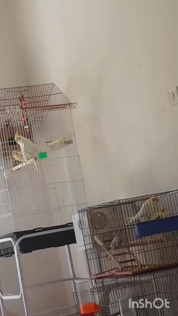 تعدادی عروس هلندی جفت مولد لوتینو و سینامون|پرنده|حبیب آباد, |دیوار