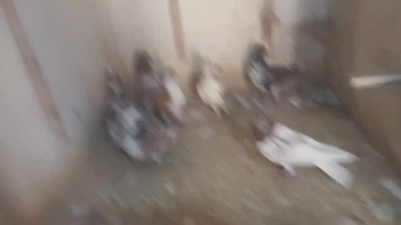 کفتر بوم پرشی|پرنده|مشهد, نکاح|دیوار