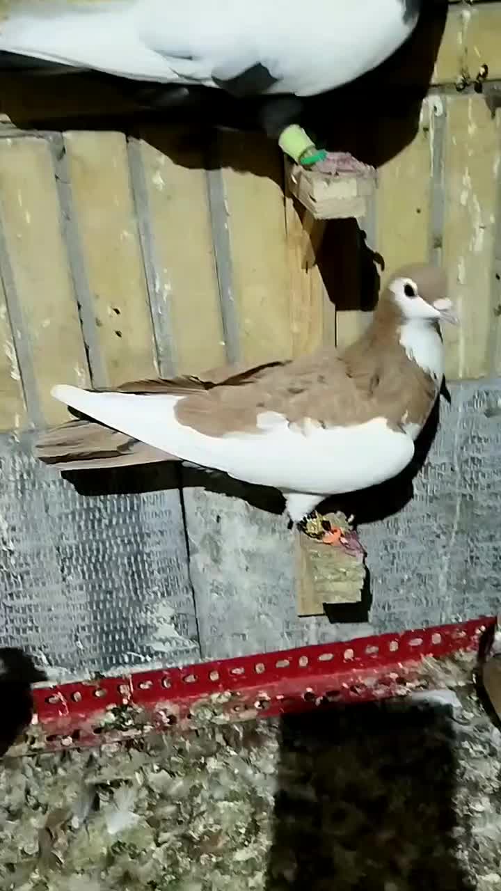 کبوتر رنگی پرشی|پرنده|مشهد, اقبال|دیوار