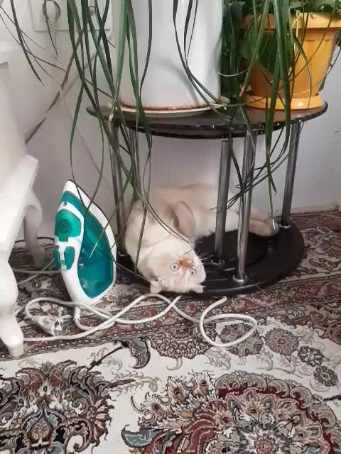 گربه ملوس|گربه|مشهد, چهنو|دیوار