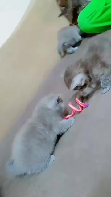 گربه بریتیش اصیل|گربه|رشت, ولکس|دیوار