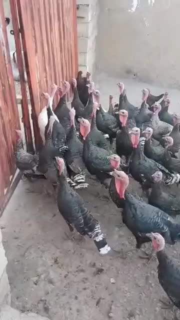 فروش بوقلمون|حیوانات مزرعه|پلدختر, |دیوار