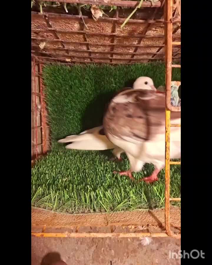 شازده تیکه پاره گرهن|پرنده|قشم, |دیوار