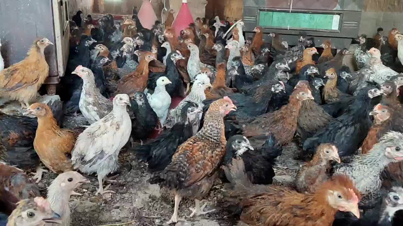جوجه مرغ گلپایگان دوماهه|حیوانات مزرعه|تربت جام, بهشت محمدیه|دیوار
