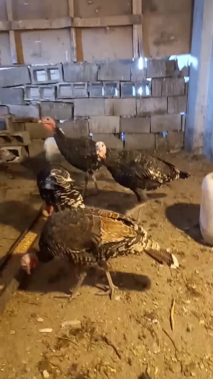 بوقلمون محلی اصل|حیوانات مزرعه|شیراز, حجت آباد|دیوار