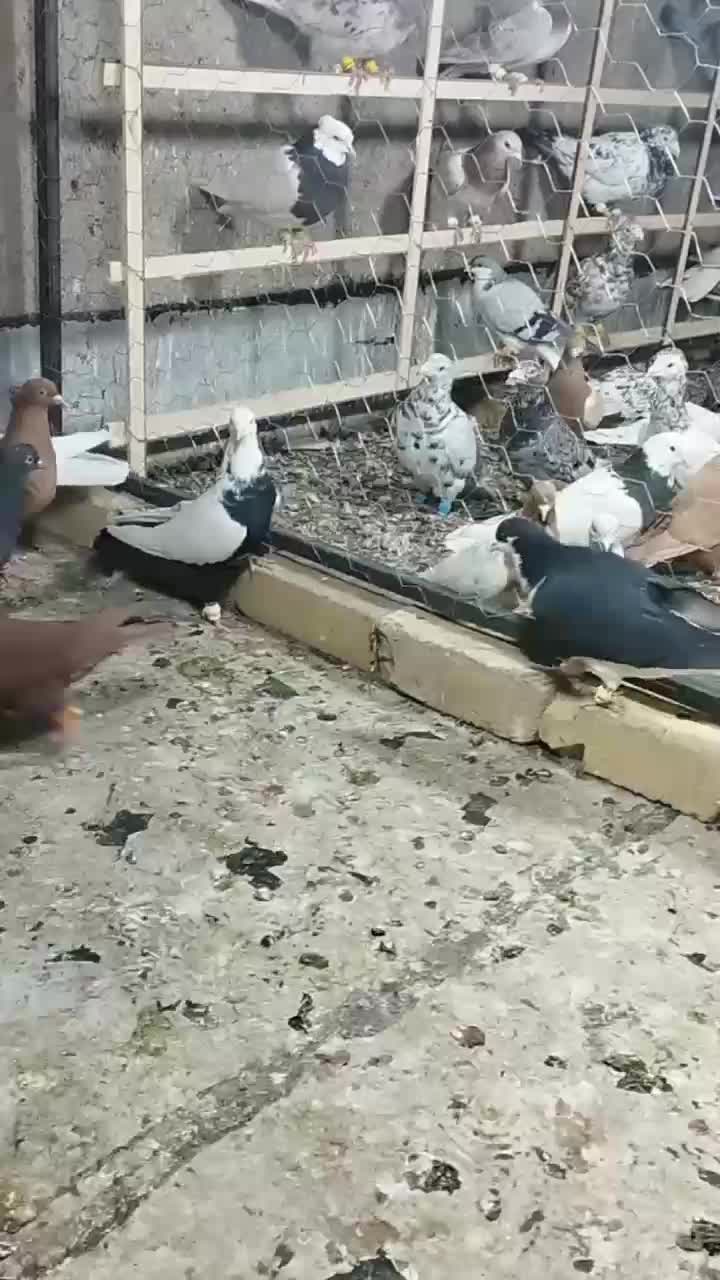 کبوتر|پرنده|تاکستان, |دیوار