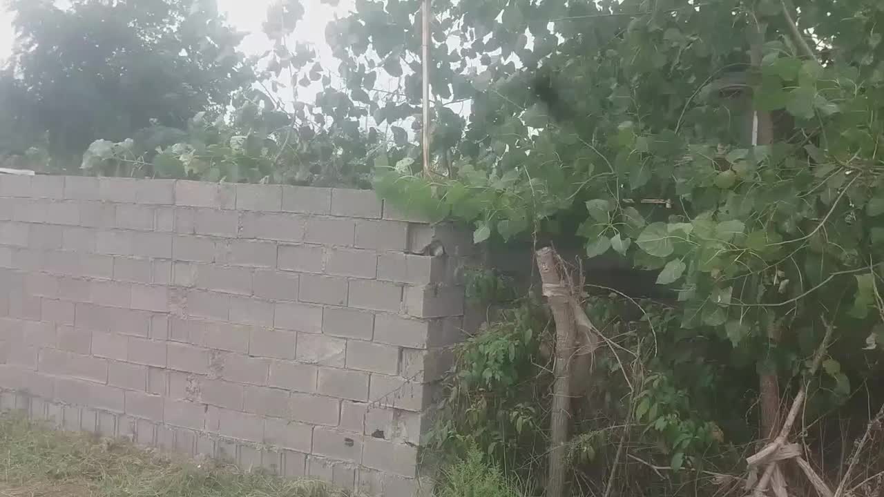 فروش زمین|فروش زمین و ملک کلنگی|خمام, |دیوار