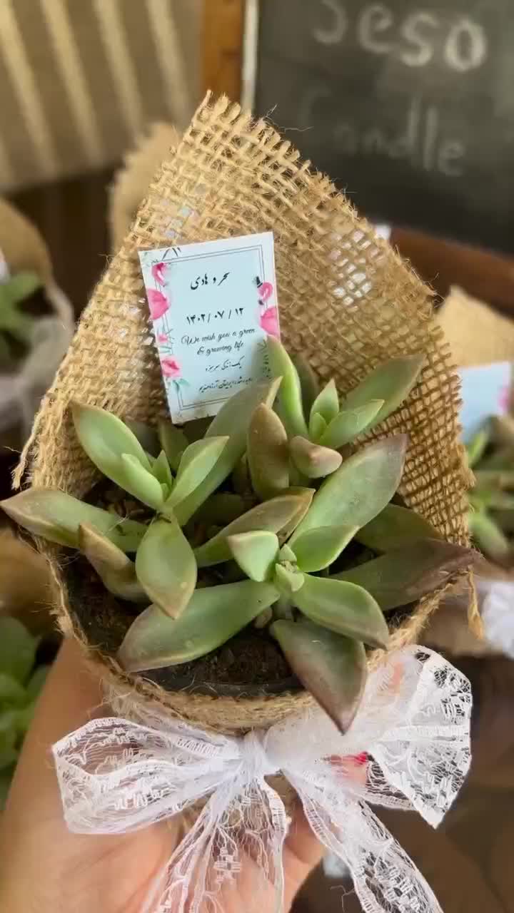 گل‌مینیمال‌بندانگشتی|گل و گیاه طبیعی|رباط‌کریم, مسکن مهر آبشناسان|دیوار