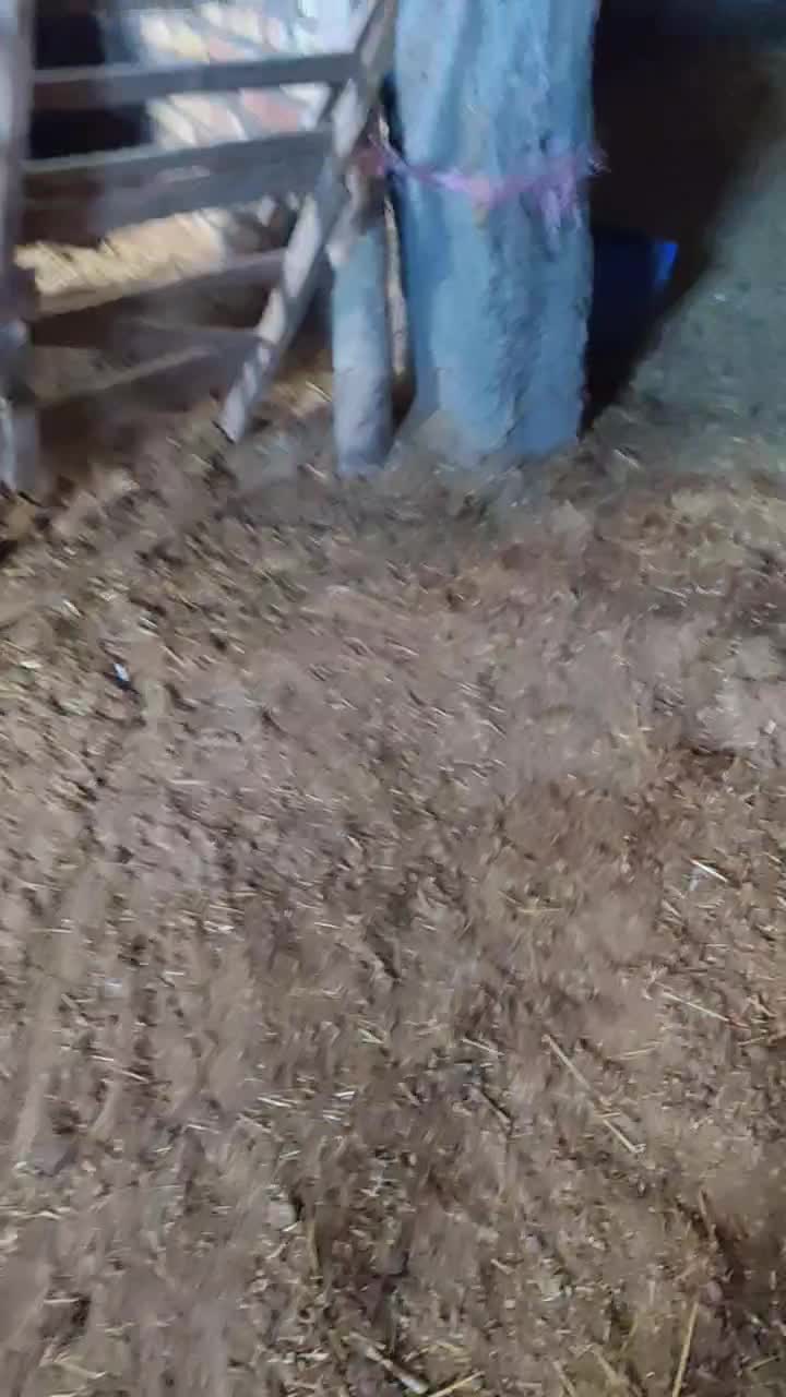 گاو|حیوانات مزرعه|محمدیه-قزوین, |دیوار