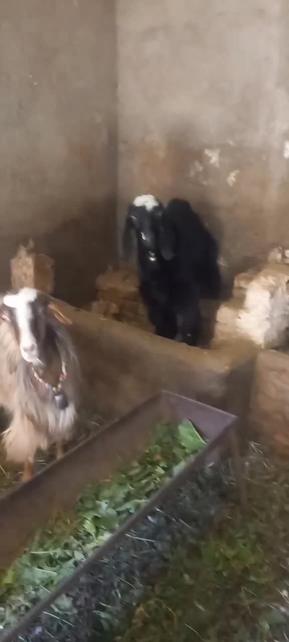 بز و بزغاله|حیوانات مزرعه|شیروان (لرستان), |دیوار