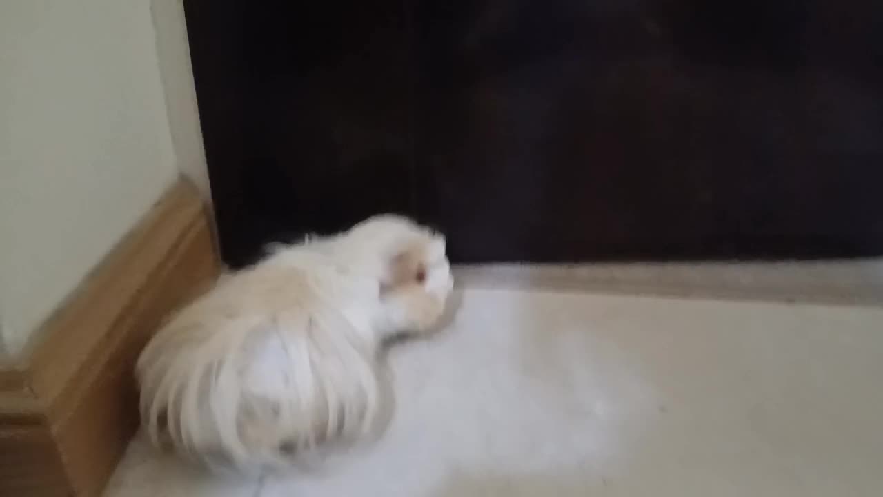 خوکچه هندی|موش و خرگوش|تهران, جنت‌آباد شمالی|دیوار