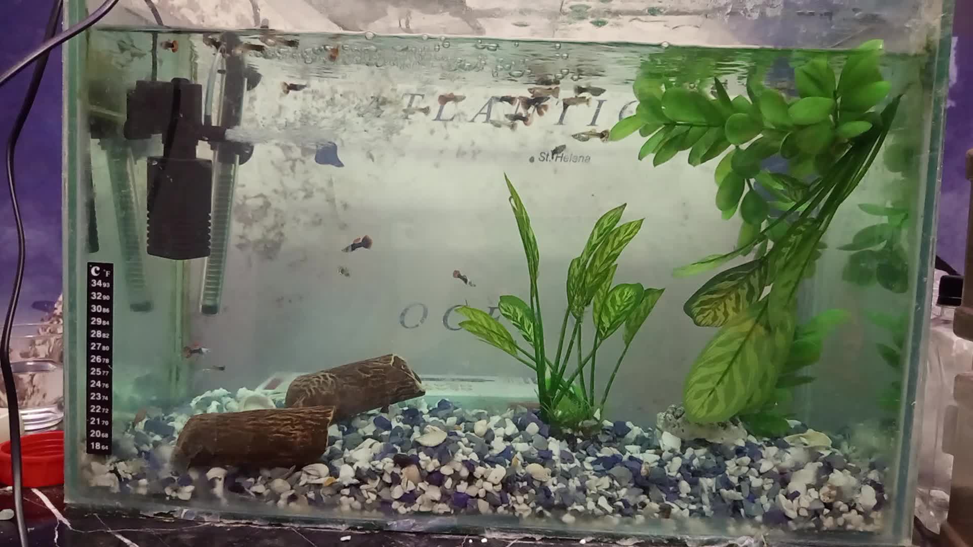 آکواریم با تمام تجهیزات اکوسیستم فعال|ماهی|فردیس, طالقانی|دیوار