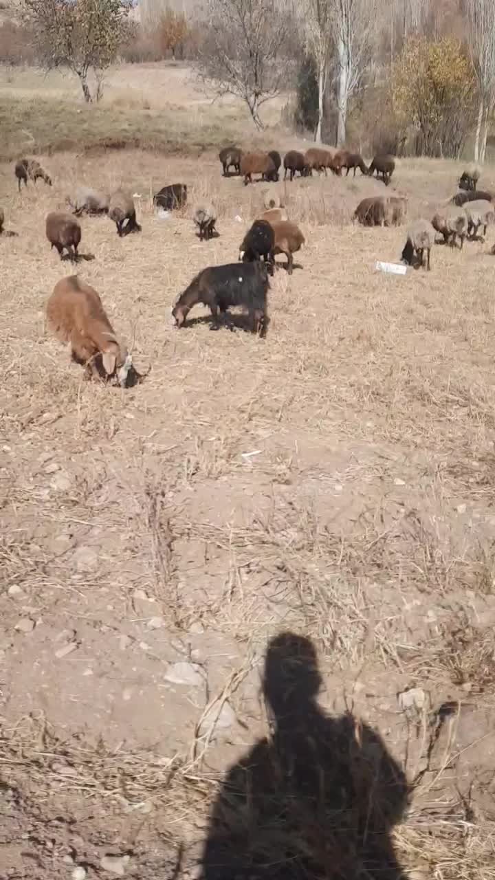 فروش بز با بزغاله|حیوانات مزرعه|ارجمند, |دیوار