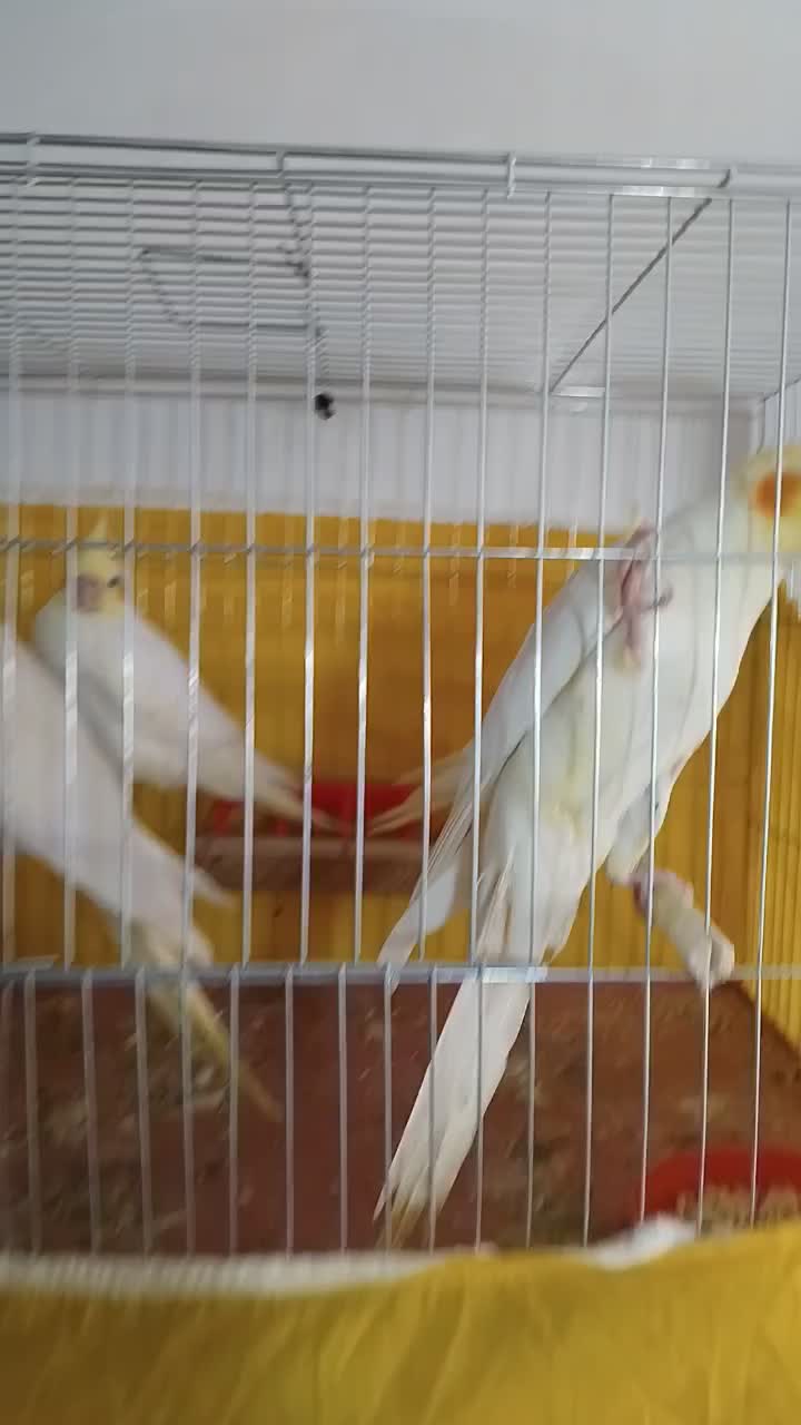 عروس هلندی بادوجوجه|پرنده|سلماس, |دیوار