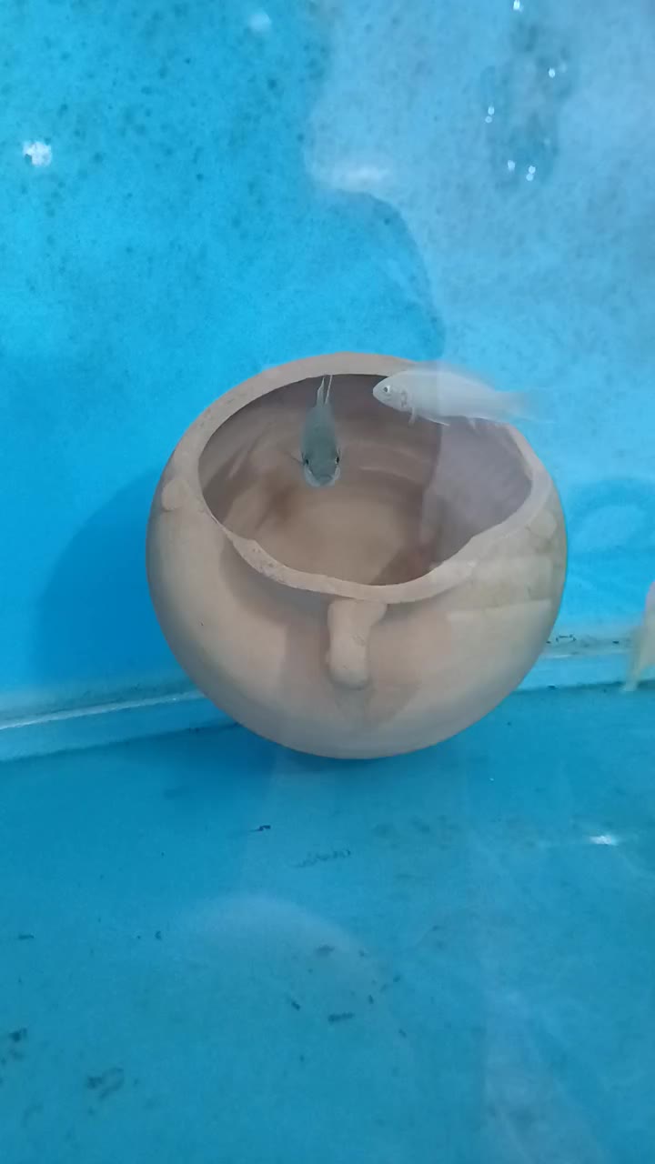 بریچاردی مولد|ماهی|مشهد, شهرک امام هادی (شهرک غرب)|دیوار