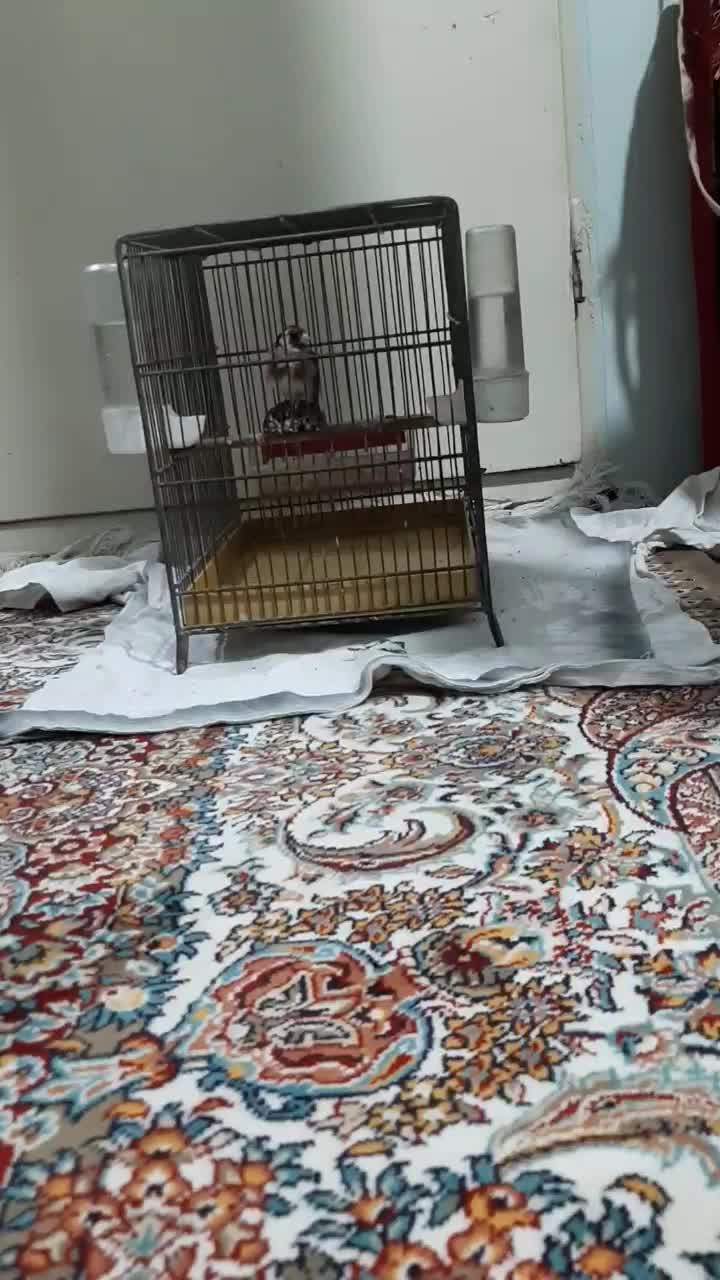 سهره سه سال قفس برای فروش|پرنده|قم, وادی السلام|دیوار