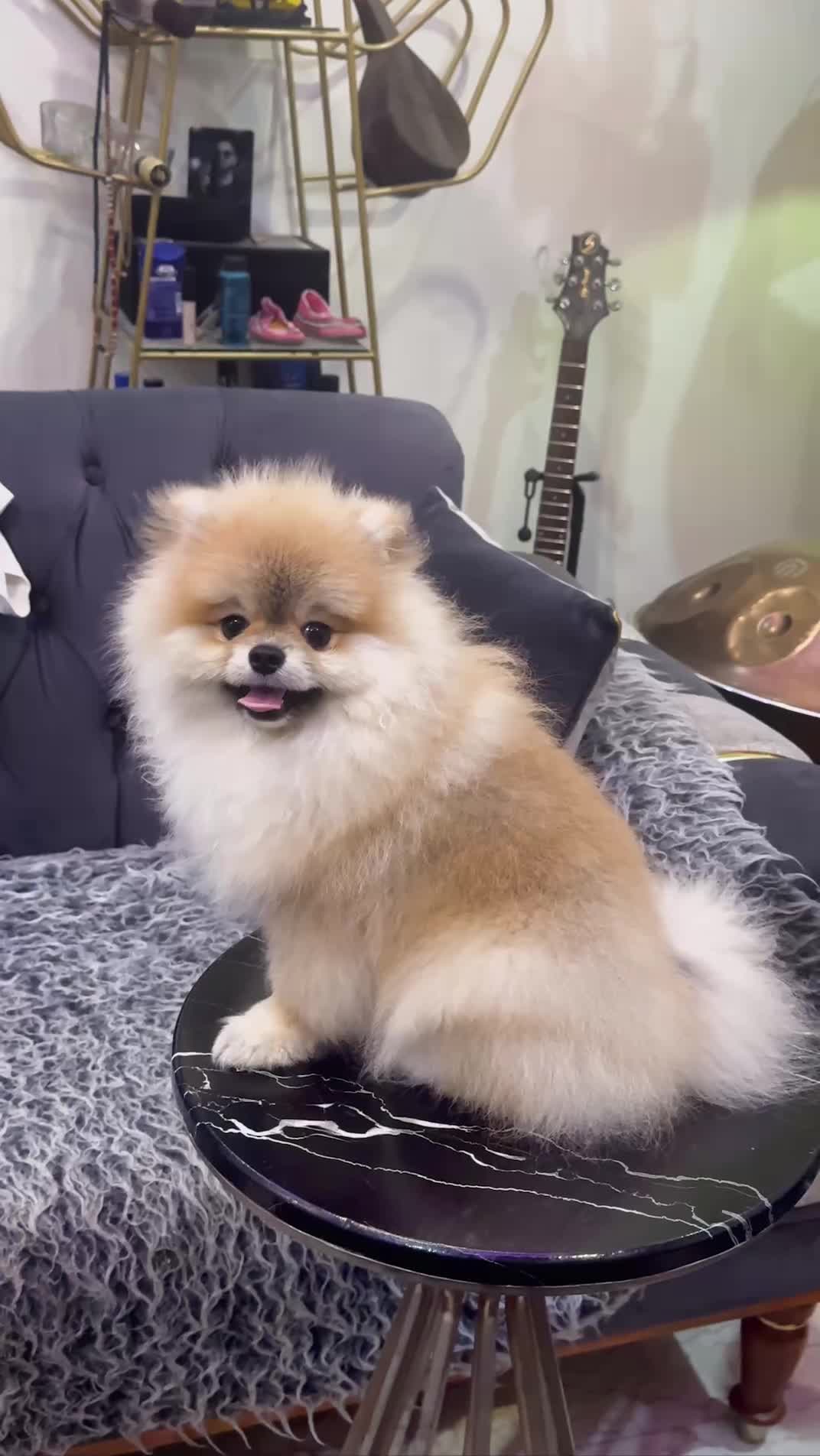 سگ پامرانین اصیل اگهی شخصی|سگ|تهران, سازمان برنامه جنوبی|دیوار