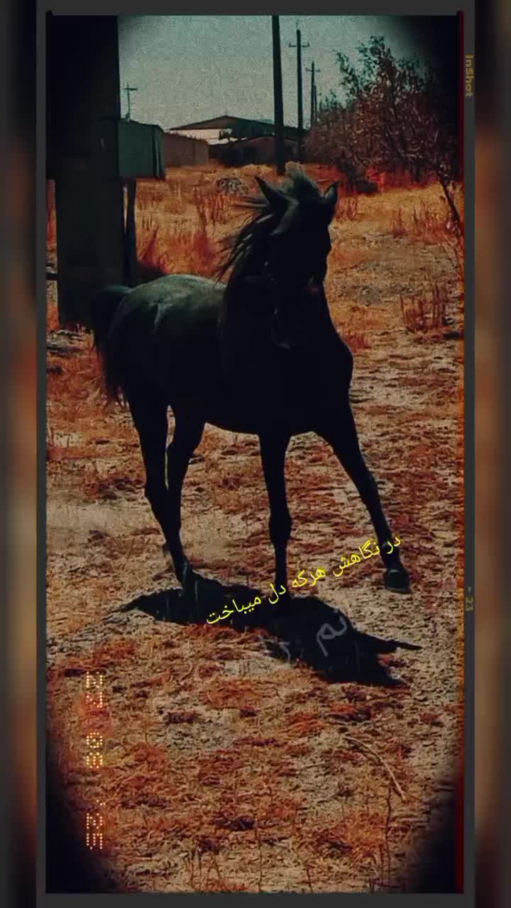 مادیان کرد.   دمگیر|اسب و تجهیزات اسب‌سواری|ملایر, |دیوار