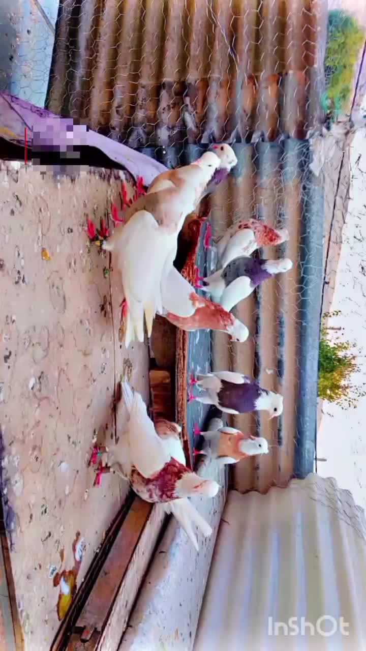 کفتر طوقی شازده|پرنده|شیراز, هفت تنان|دیوار