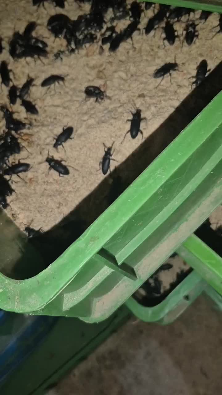 میلورم و سوپرورم آموزش و تجهیزات و تولیدات|خزنده|خمینیشهر, |دیوار