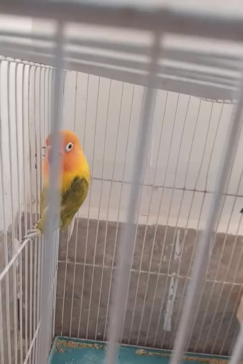 کتوله بالغ مولد نژاددارسالم انواع قفس نان خشک|پرنده|بیرجند, |دیوار