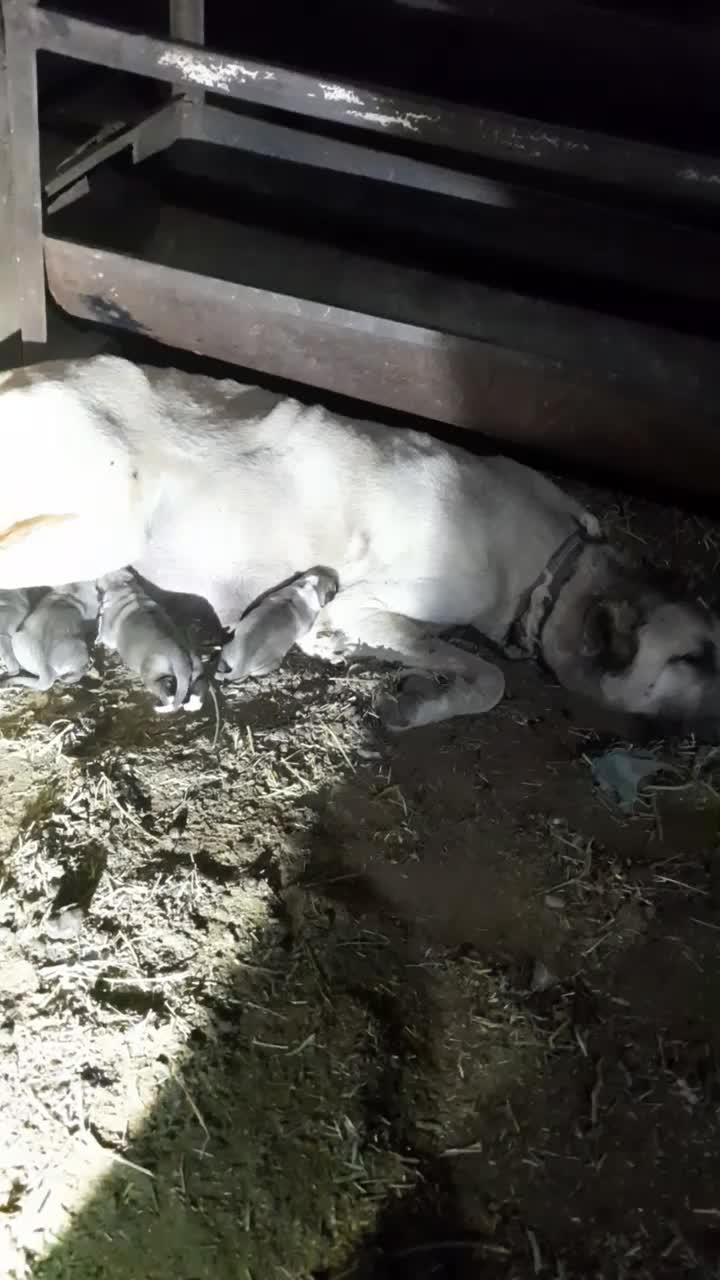 ماده سراب نسل دار|سگ|قزوین, |دیوار