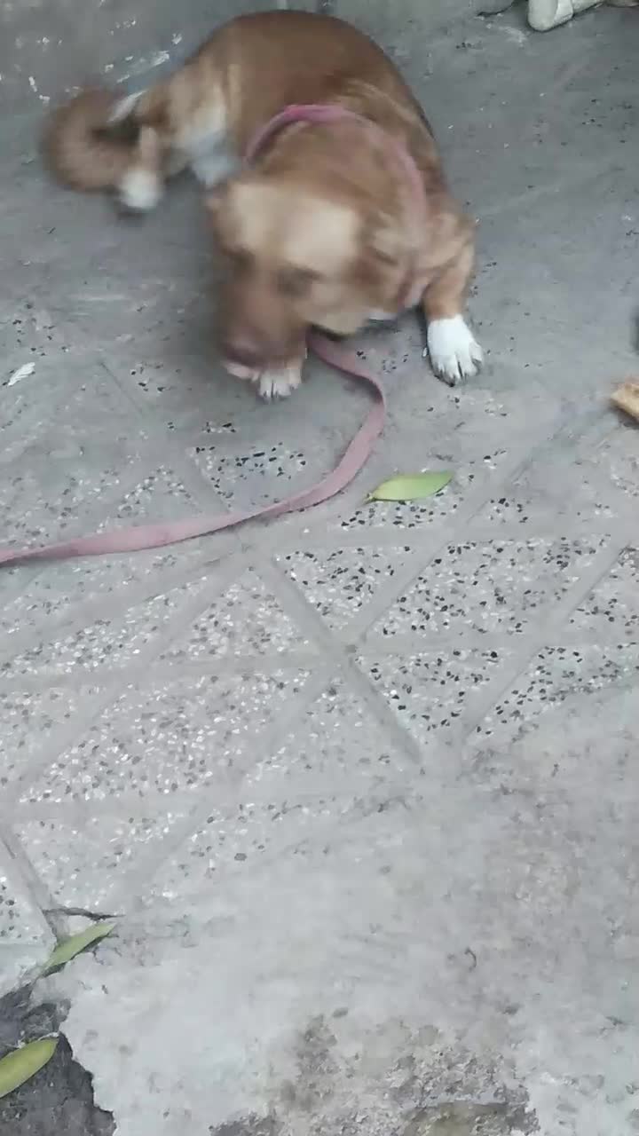 سگ پاکوتاه|سگ|آزادشهر, |دیوار