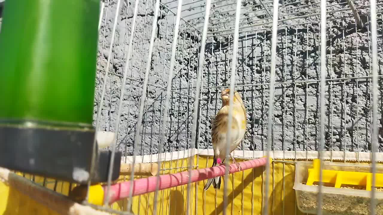 سهره قناری|پرنده|بهمن صغاد, |دیوار