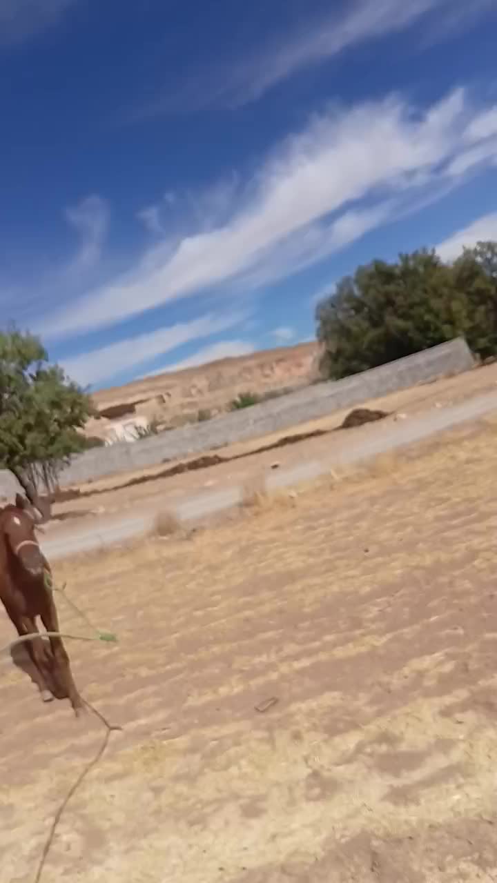 اسب|اسب و تجهیزات اسب‌سواری|همدان, |دیوار