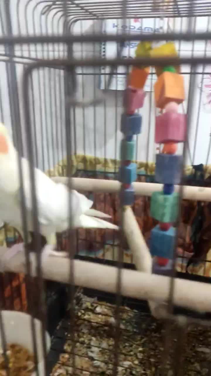 یک عدد عروس هلندی سخن گو|پرنده|شبانکاره, |دیوار