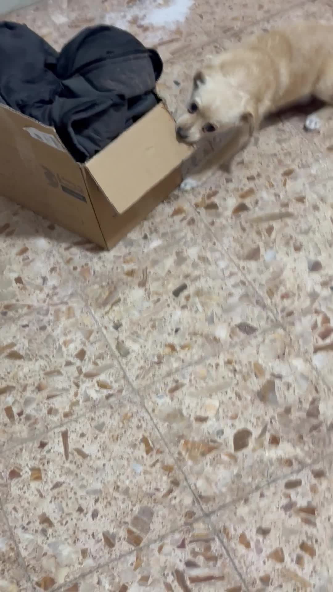 سگ پامر اشپیتز|سگ|اصفهان, سرچشمه|دیوار