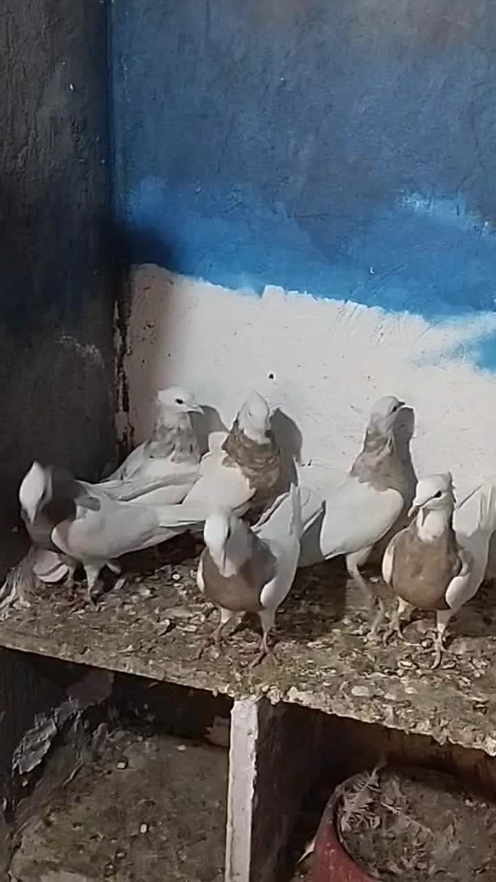 کبوتر طوقی|پرنده|دینور, |دیوار