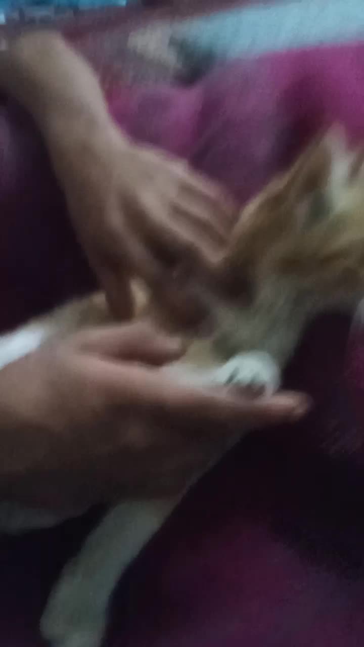 بچه گربه|گربه|بجنورد, |دیوار