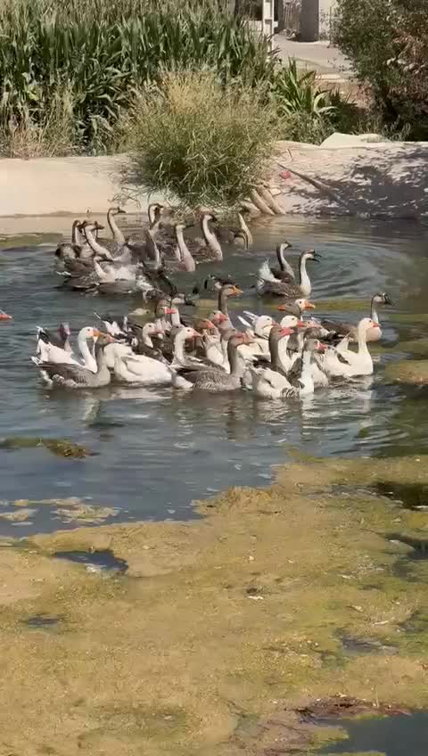 تخم نطفه دار غاز محلی و قوغاز آفریقایی|حیوانات مزرعه|تنکمان, |دیوار