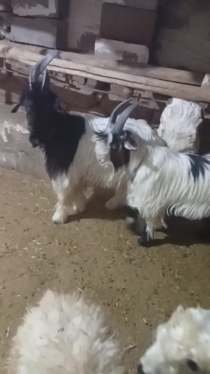 بیگ داشتی|حیوانات مزرعه|مسجد سلیمان, |دیوار