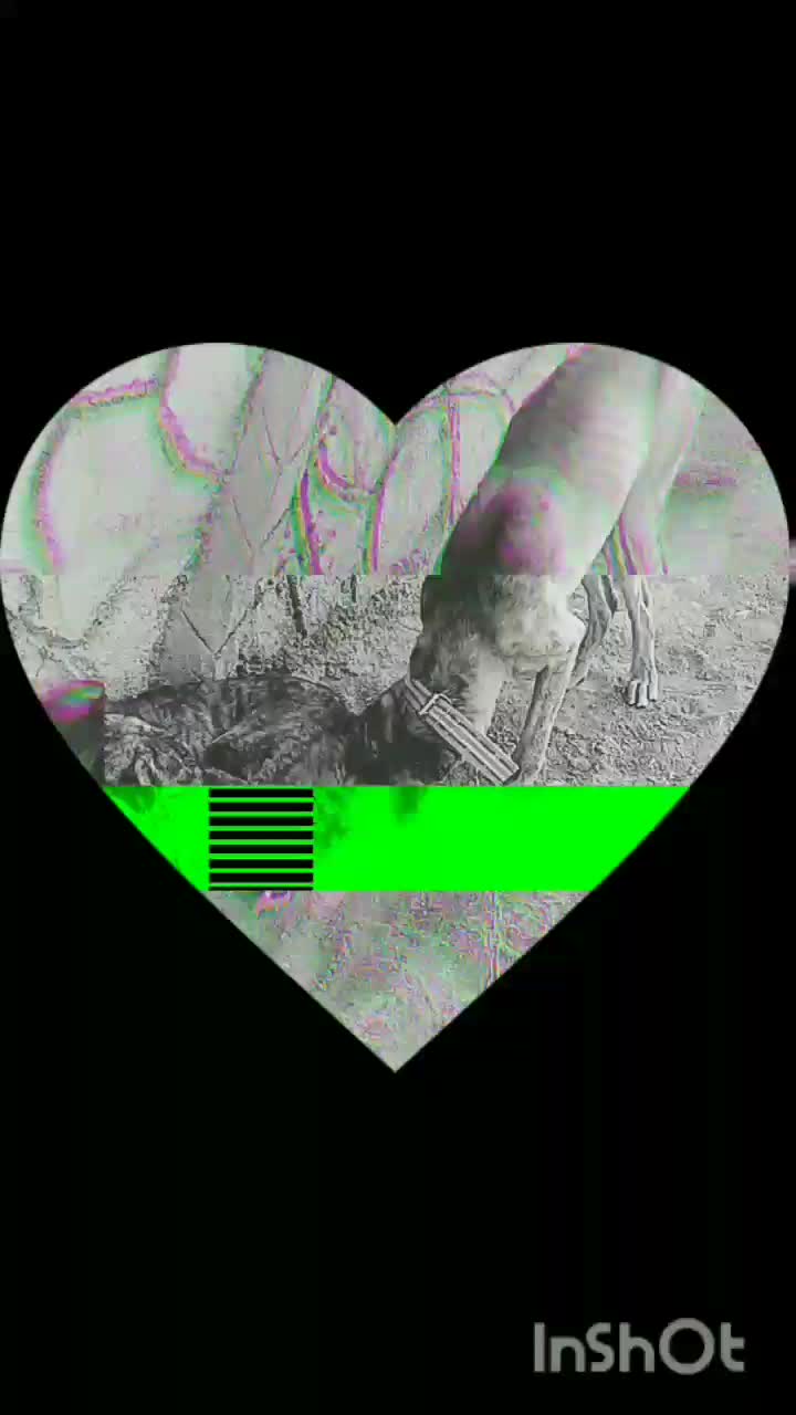 باسلام یک عدد سگ فروشی هست کسی خاست قمت مناسب|سگ|سده (خراسان جنوبی), |دیوار