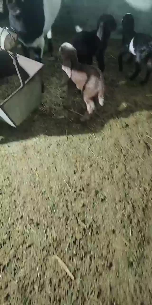 بز پاکستانی دوتاش زاییده و یه نر بز و دوتا بزغاله|حیوانات مزرعه|قوچان, |دیوار