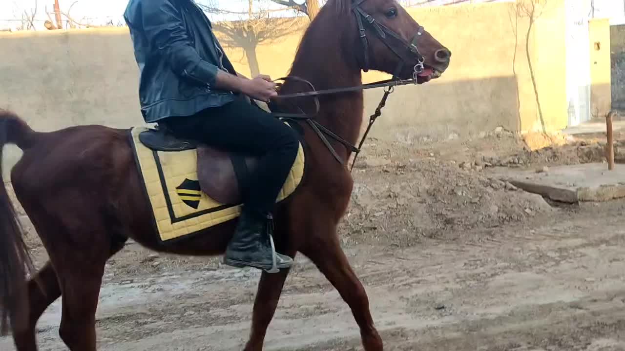 اسب|اسب و تجهیزات اسب‌سواری|سبزوار, ابارش|دیوار