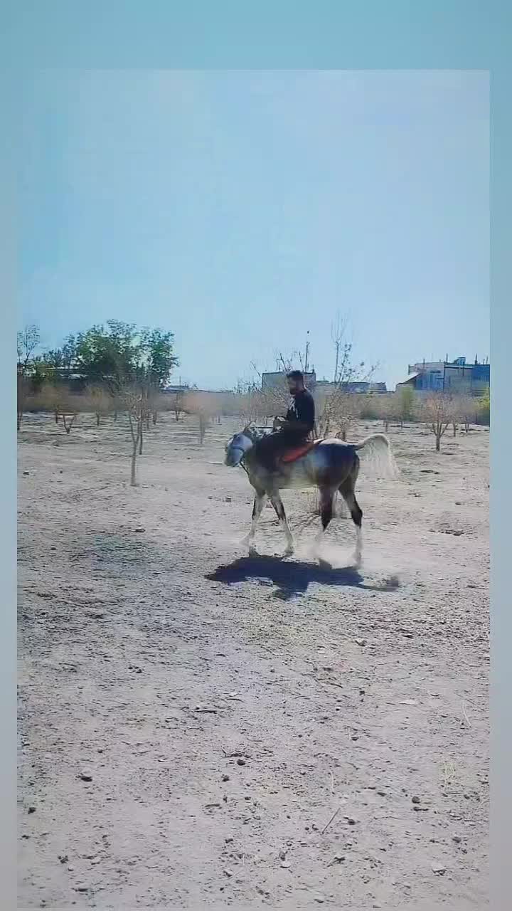 اسب عرب کرد|اسب و تجهیزات اسبسواری|مشهد, میان ولایت|دیوار