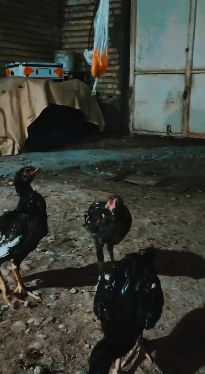 خروس لاری|حیوانات مزرعه|خرمشهر, |دیوار