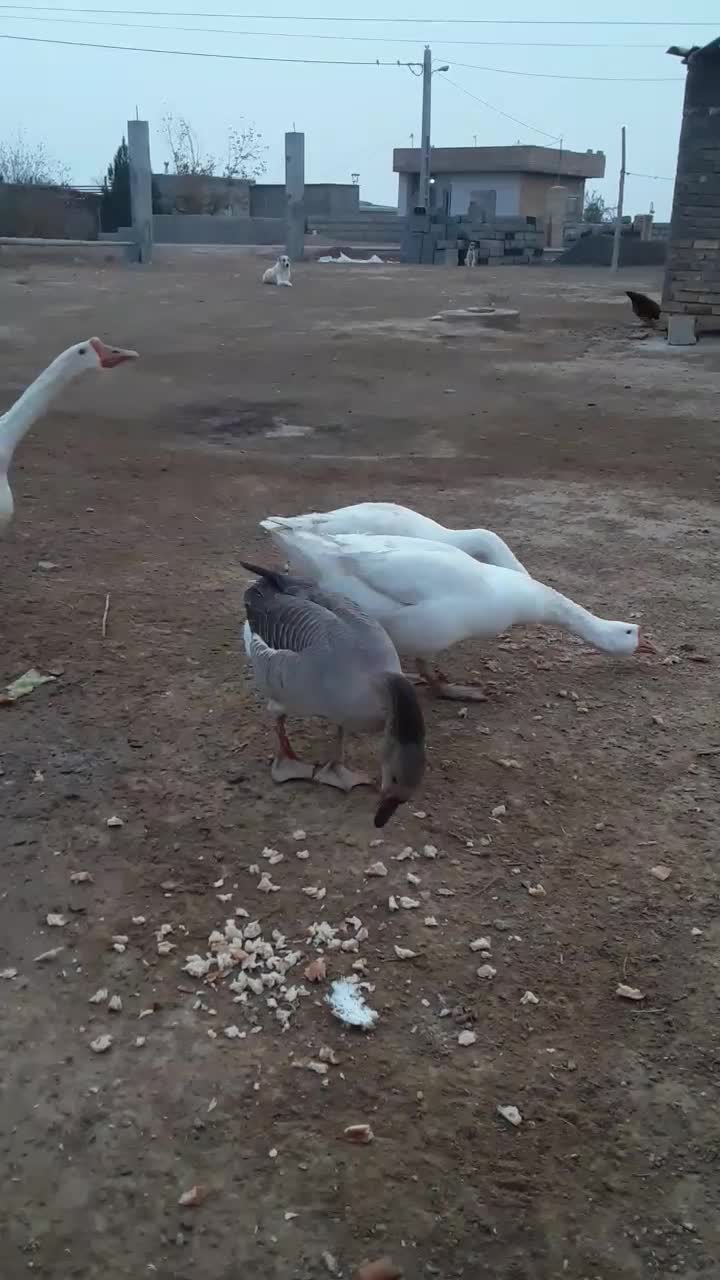 غاز نر وماده|حیوانات مزرعه|گنبد کاووس, |دیوار